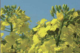 Photograph of yellow flowers