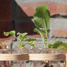 Photograph of small plants growing in test tubes