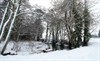 Photograph of a stream, banked by snow-covered trees