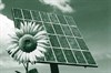 Picture of a sun-flower against a solar panel courtesy of Friends of the Earth
