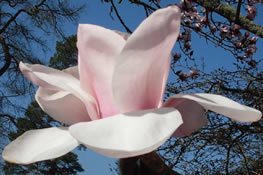 Close-up photograph of a pink flower