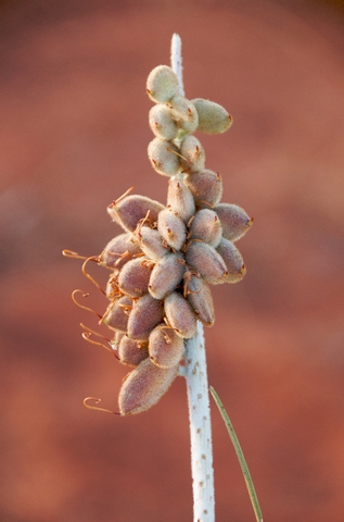 Photograph of seed pods on a plant stalk