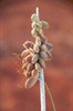 Photograph of seed pods on a plant stalk