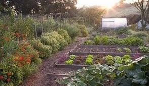 Picture of a vegetable garden