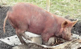 Picture of a pig taken at 8 Fourways, Eggesford