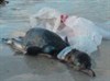 Picture of a dead bird washed up on a beach and entangled in a plastic bag