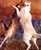 Photograph of two wolves fighting