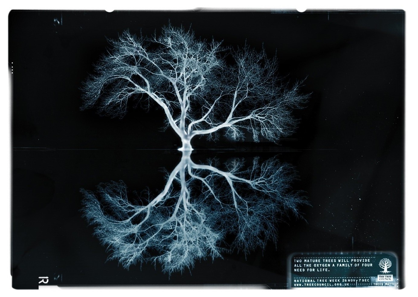 X-ray photograph of a tree and it's reflection to give the impression of a pair of lungs