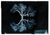 X-ray photograph of a tree and it's reflection to give the impression of a pair of lungs