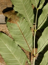 Picture of a leaf from an ash tree with a dead and browning tip