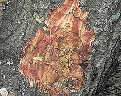 Phytophthora ramorum