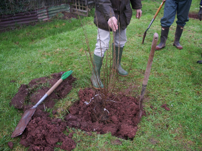 Photograph of a newly-planted tree