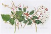 Watercolour painting of a December Hedgerow © Sandra Chalton