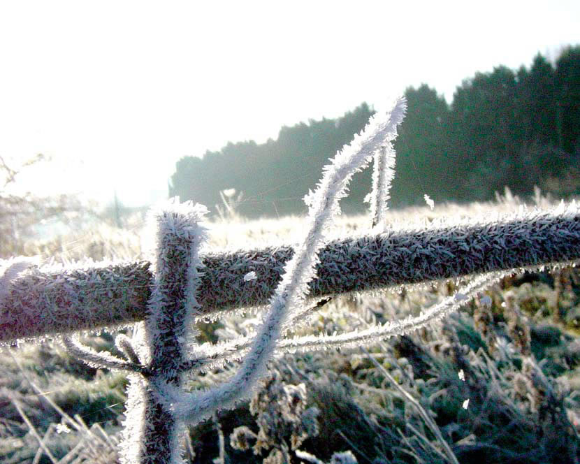 Close-up photograph of haw frost on a branch
