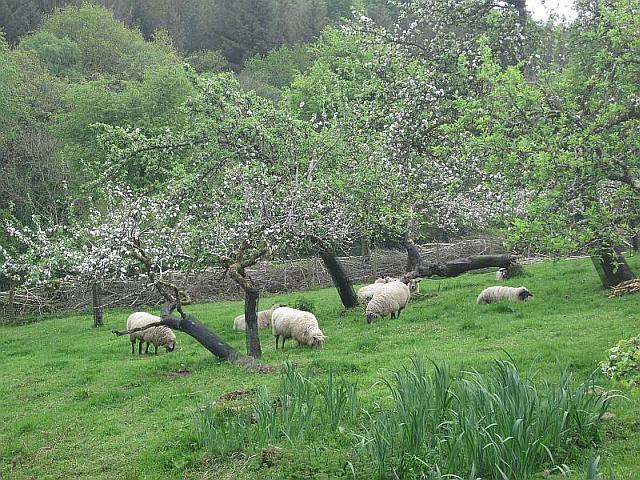 Appleblossomorchard