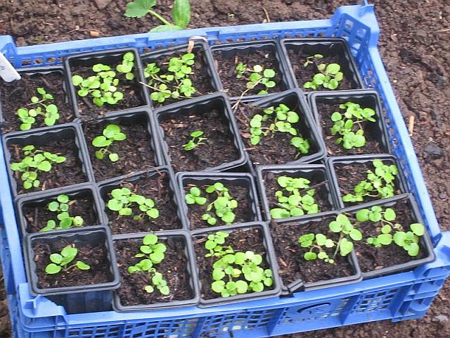 Watercress Plants