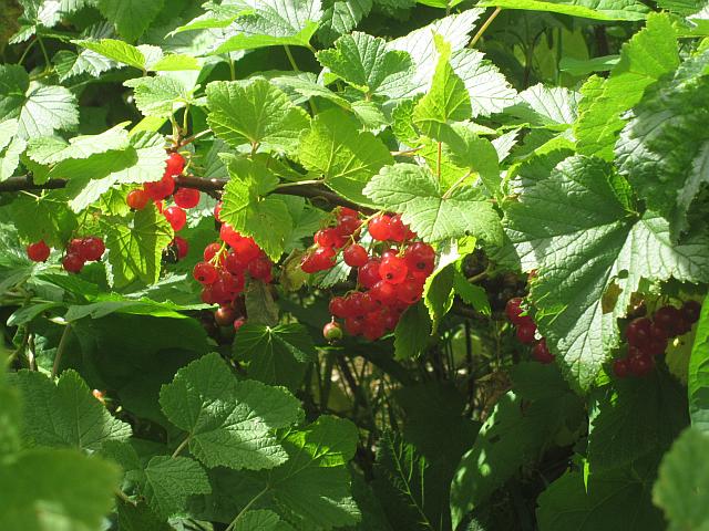 Redcurrants2web