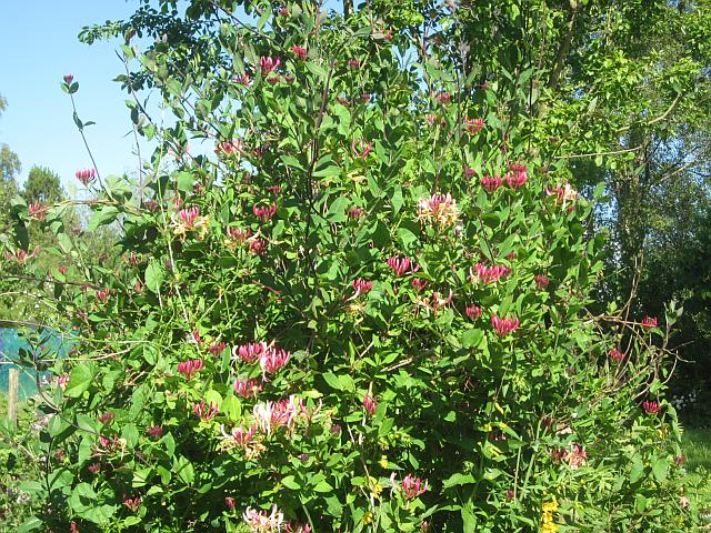 Honeysuckle2web