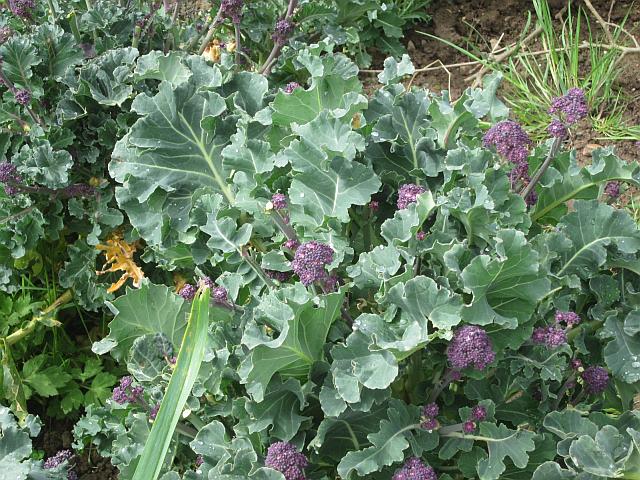 Broccoliweb