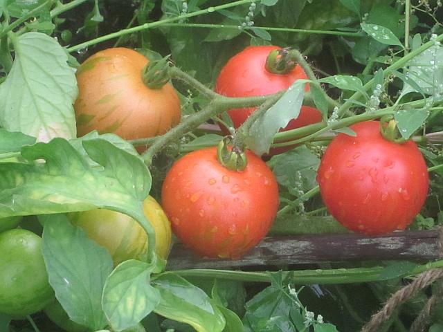 Ripening Tomatoes