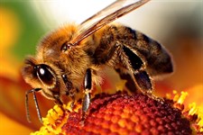 bee - close-up