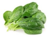 picture of spinach