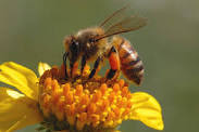 picture of honeybee