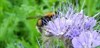 Photograph of a bee on wild flower