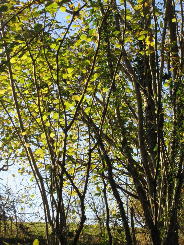 Hazel to be coppiced by the Wood Group