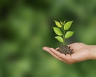 Tree seedling