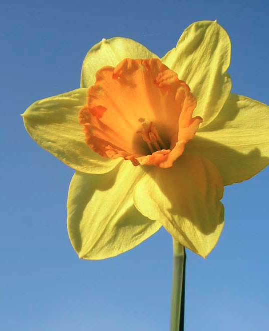 Close-up photograph of a daffodil